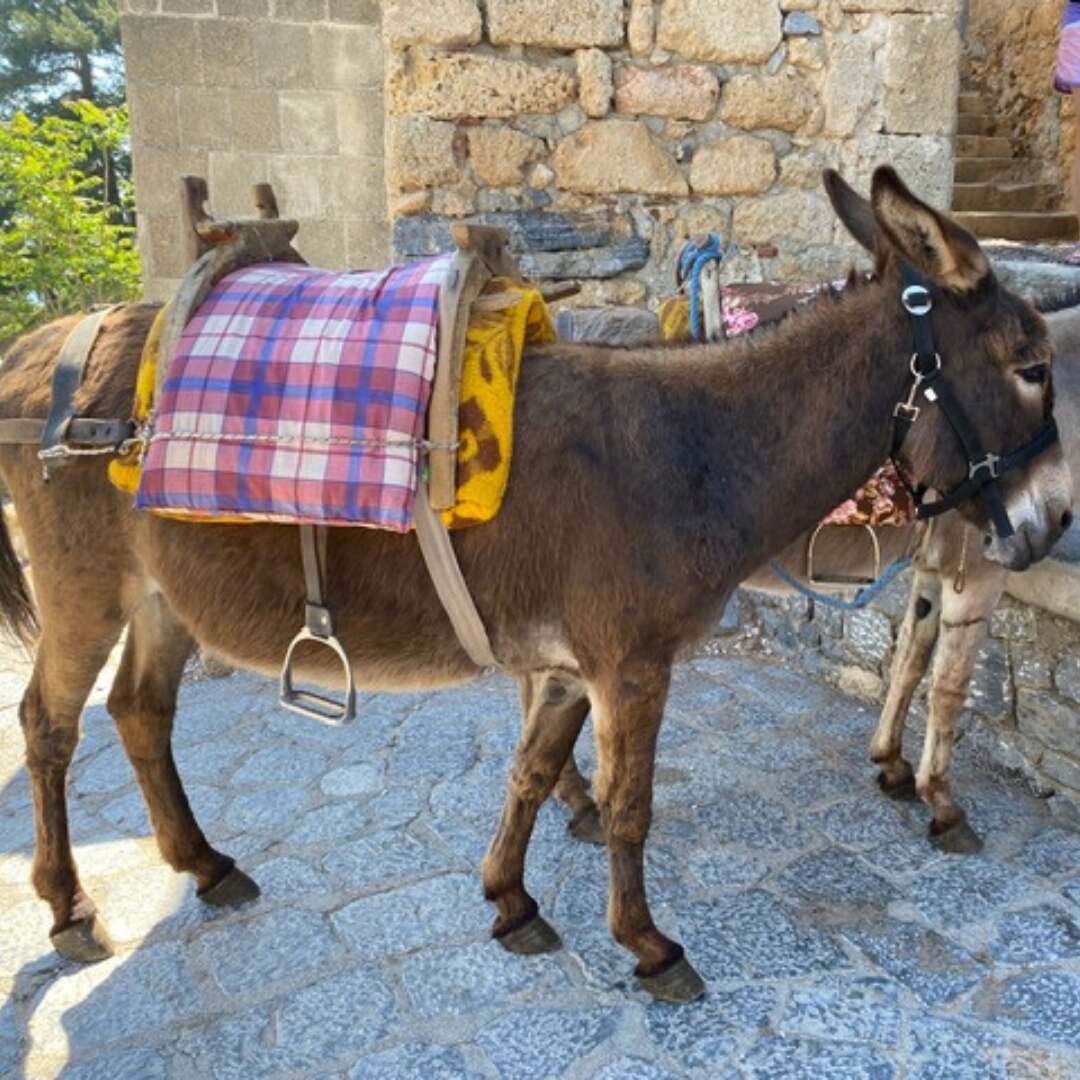 Æsel med sadel i de smalle gader i Lindos.